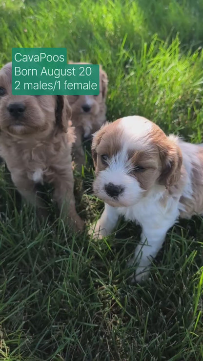 CAVAPOO (AUG 20) 2 MALES/1 FEMALE