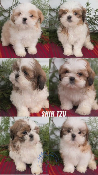 SHIH TZU (SEP 30) MALES