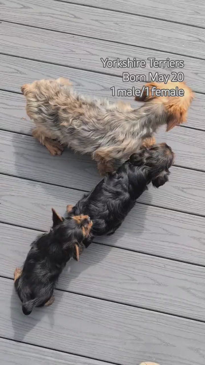 YORKSHIRE TERRIER (MAY 20) FEMALE
