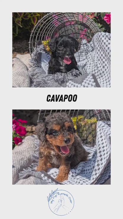 CAVAPOO (06/28) MALE