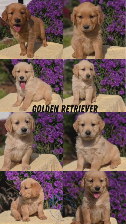 GOLDEN RETRIEVER (08/14) MALE