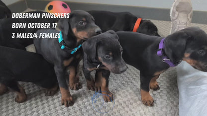 DOBERMAN PINSCHER (OCT 17) FEMALES