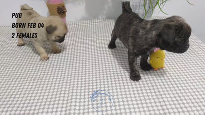 PUG (02/04) FEMALE