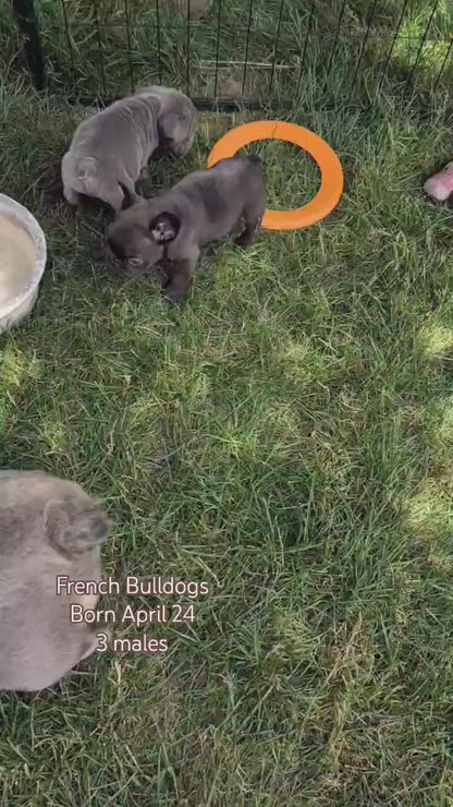 FRENCH BULLDOG (APR 24) MALES