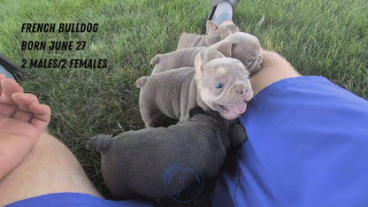 FRENCH BULLDOG (06/27) MALE