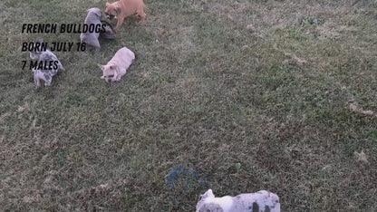 FRENCH BULLDOG (07/15) MALE