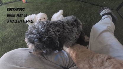 COCKAPOO (MAY 13) MALES