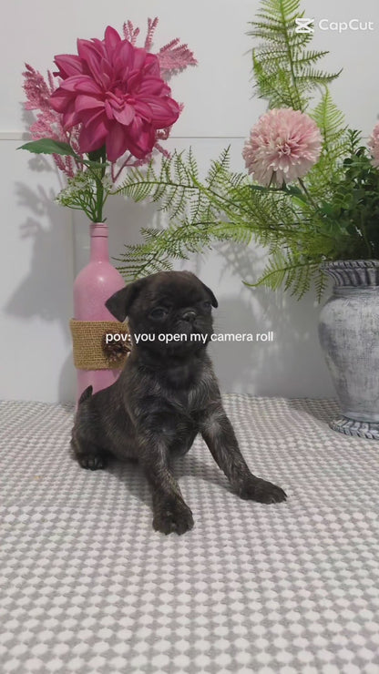 PUG (02/04) FEMALE