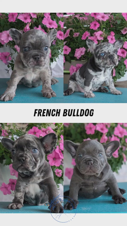 FRENCH BULLDOG (06/30) MALE