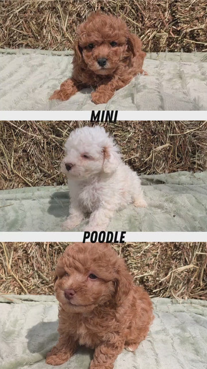 MINI POODLE (03/18) MALE