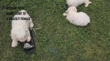 BICHON FRISE (06/19) FEMALE