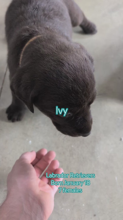 LABRADOR RETRIEVER (JAN 18) FEMALES