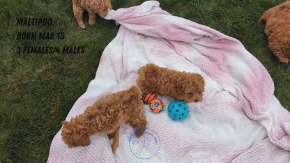 MALTIPOO (03/15) MALE