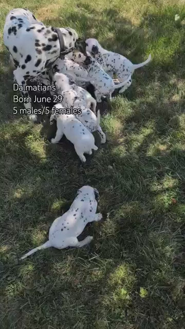 DALMATIAN (JUN 29) MALES
