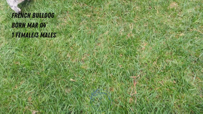 FRENCH BULLDOG (03/04) MALE