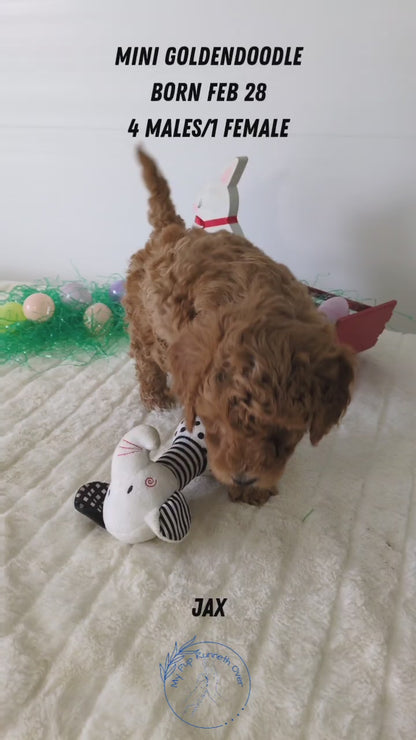 MINI GOLDENDOODLE (02/28) MALE