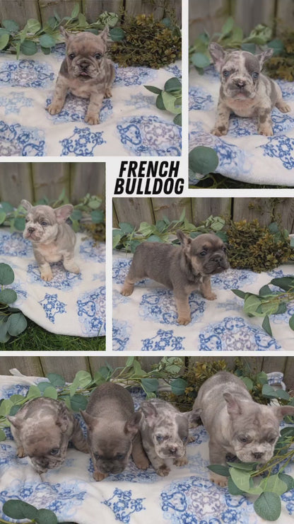 FRENCH BULLDOG (03/04) MALE