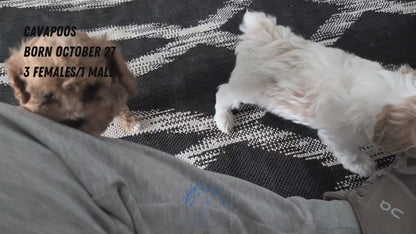 CAVAPOO (OCT 27) MALE
