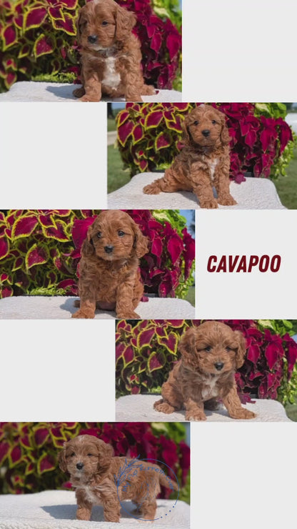 CAVAPOO (07/06) MALE