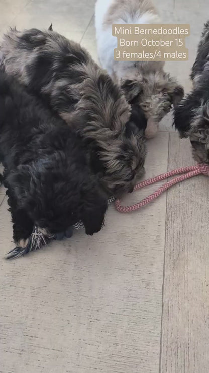 MINI BERNEDOODLE (OCT 15) MALES