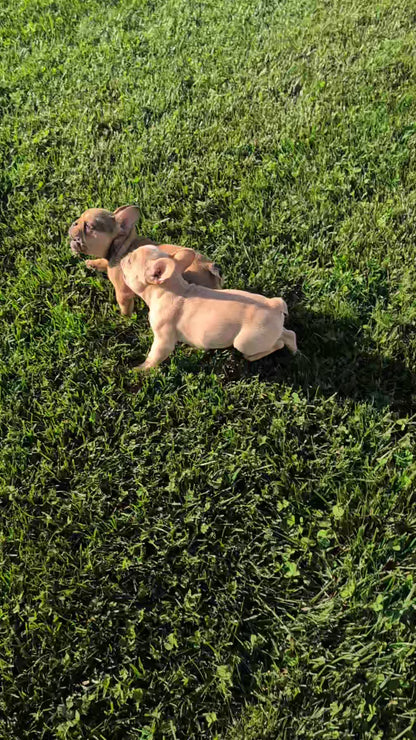FRENCH BULLDOG (JUN 26) 2 MALES
