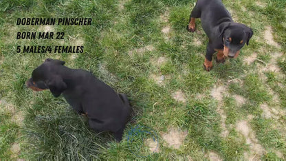 DOBERMAN PINSCHER (03/22) MALE