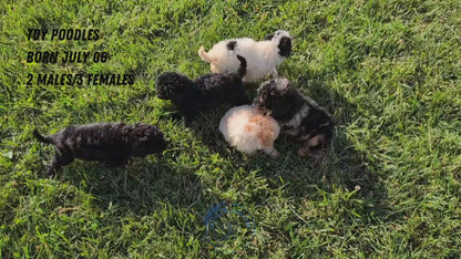 TOY POODLE (07/06) MALE