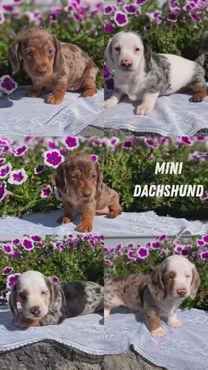 MINI DACHSHUND (08/19) FEMALE