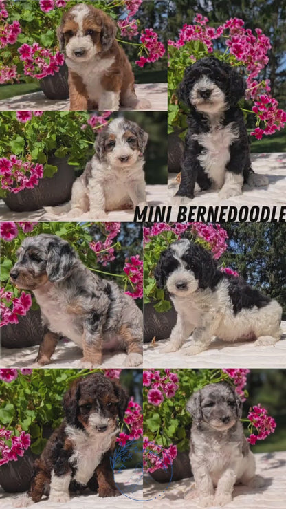 MINI BERNEDOODLE (06/11) FEMALE