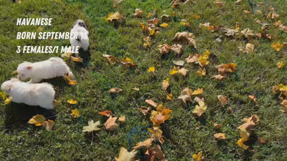 HAVANESE (09/13) FEMALE