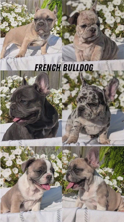 FRENCH BULLDOG (07/03) FEMALE