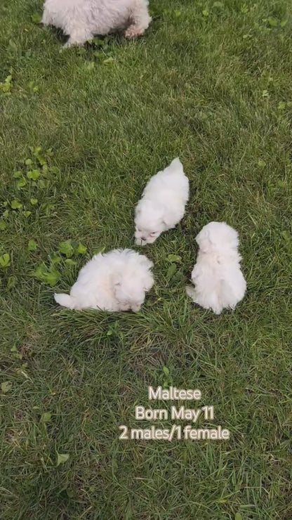 MALTESE (MAY 11) MALES
