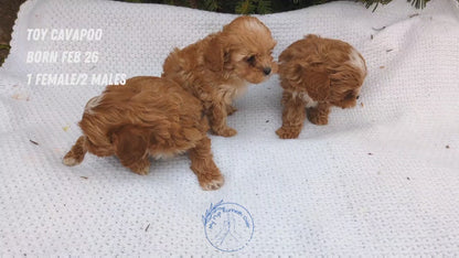 TOY CAVAPOO (02/26) MALE