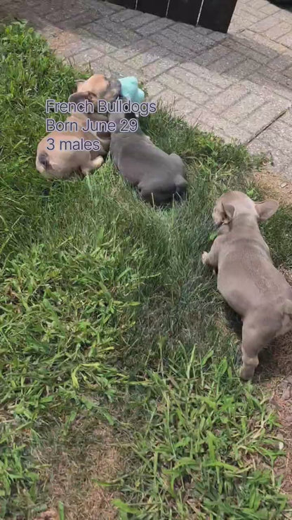 FRENCH BULLDOG (JUN 29) 3 MALES