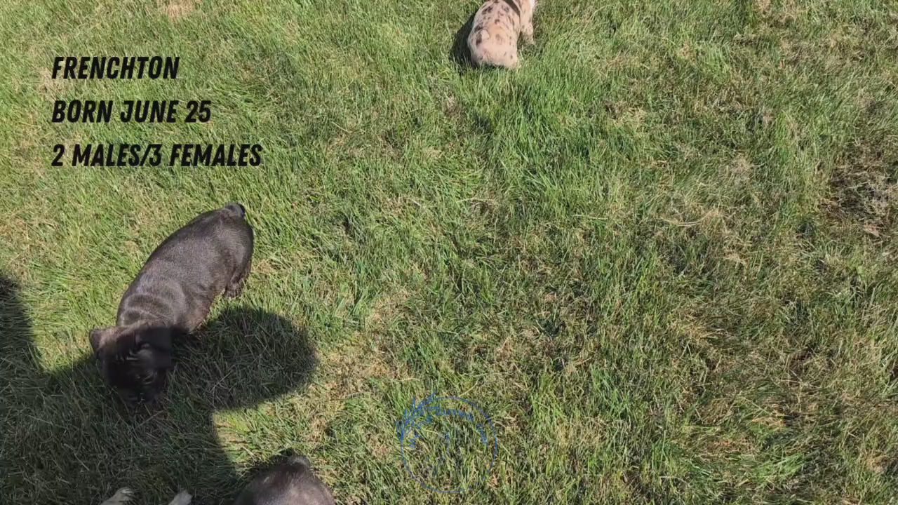 Load video: 