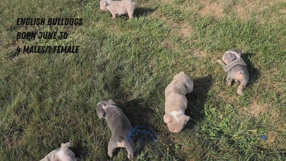 ENGLISH BULLDOG (06/30) MALE