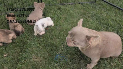 FRENCH BULLDOG (JUN 06) FEMALES