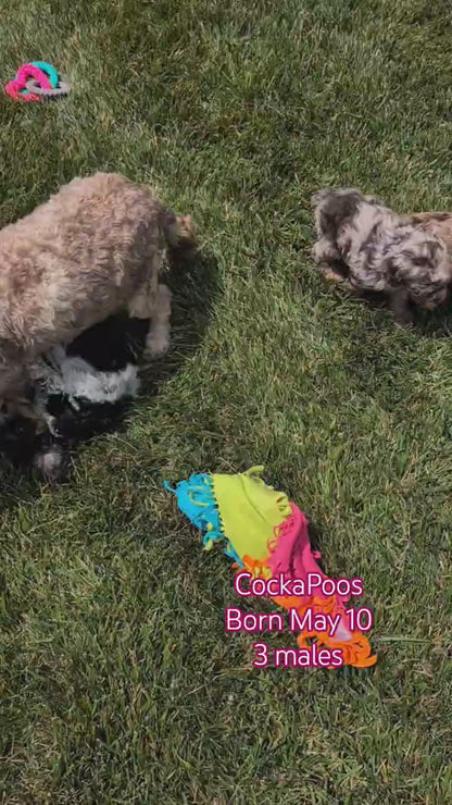 COCKAPOO (MAY 10) MALES