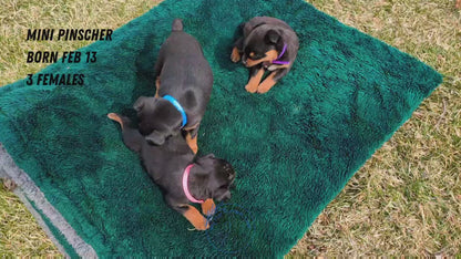 MINI PINSCHER (02/13) FEMALE