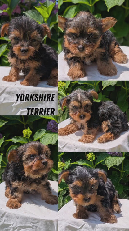 YORKSHIRE TERRIER (05/23) MALE