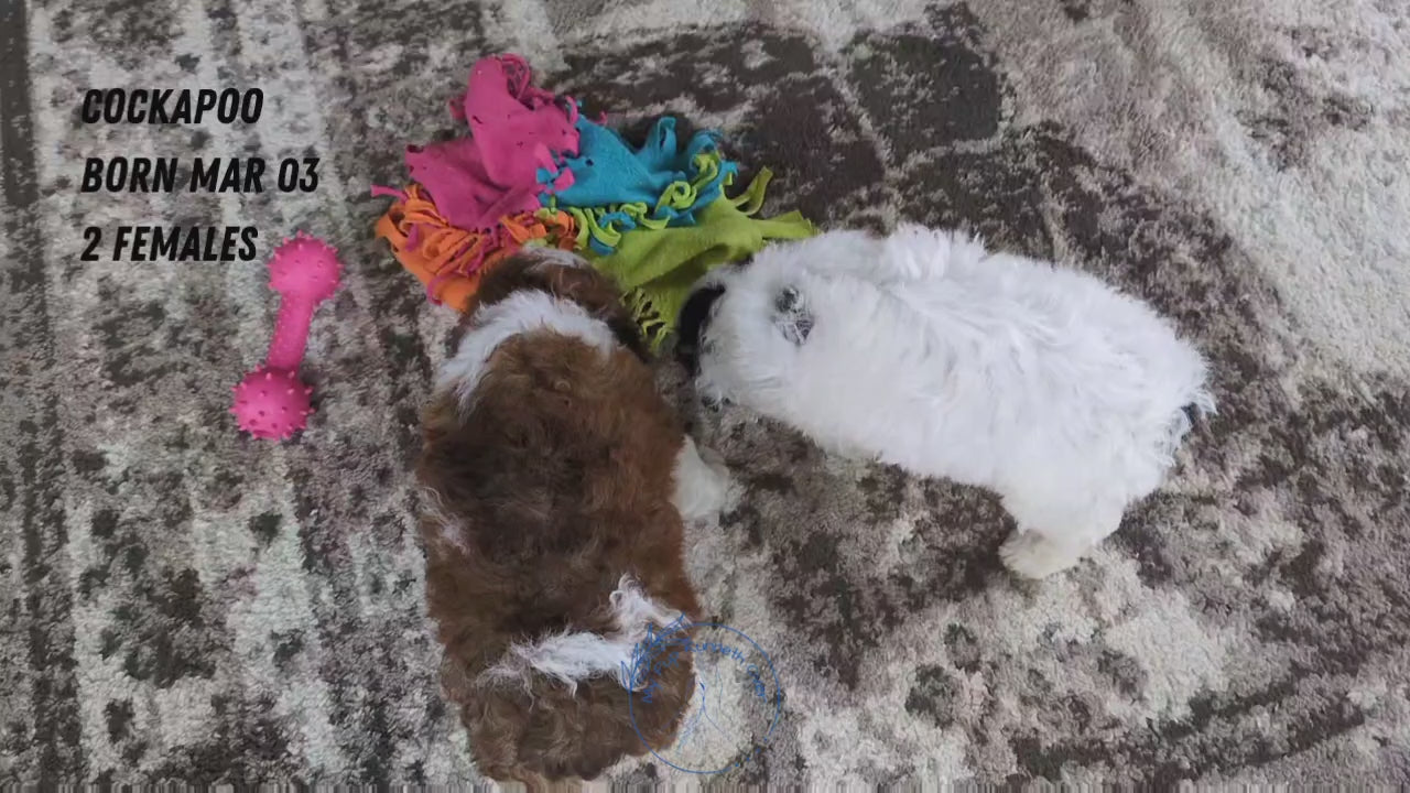Load video: 