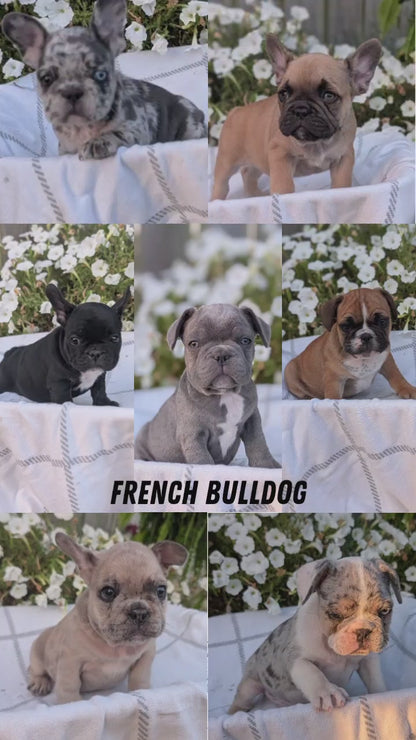 FRENCH BULLDOG (07/15) MALE