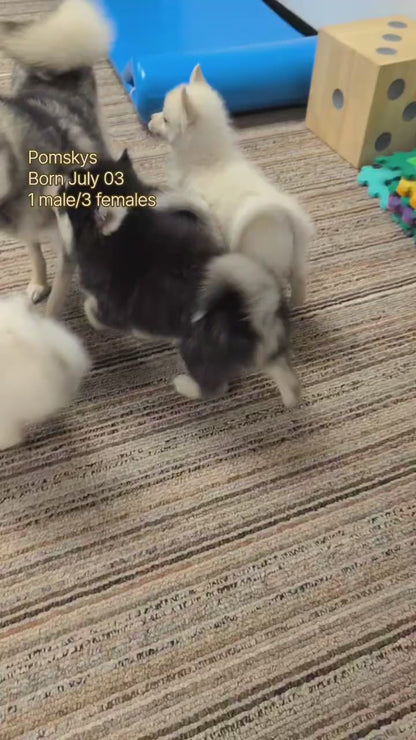 POMSKY (JUL 03) 1 MALE/3 FEMALES