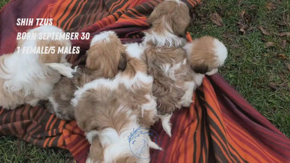 SHIH TZU (SEP 30) MALES