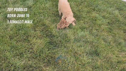 TOY POODLE (JUN 15) MALE