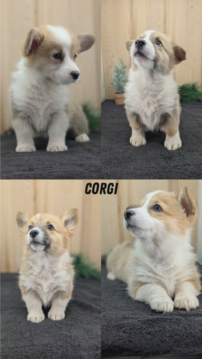 CORGI (09/17) FEMALE