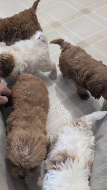 CAVAPOO (JAN 29) MALES