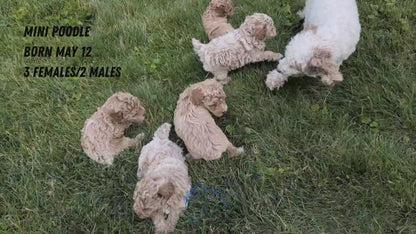 MINI POODLE (MAY 12) MALES