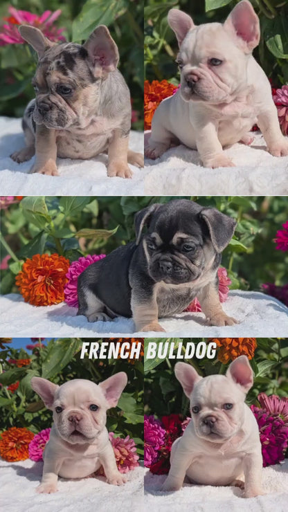 FRENCH BULLDOG (07/08) MALE
