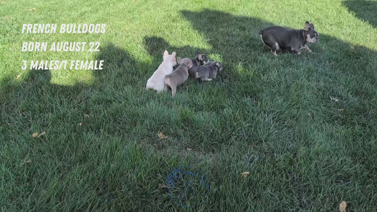 Load video: 